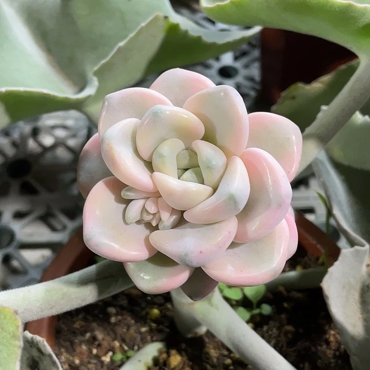 花瓣露锦一物一拍