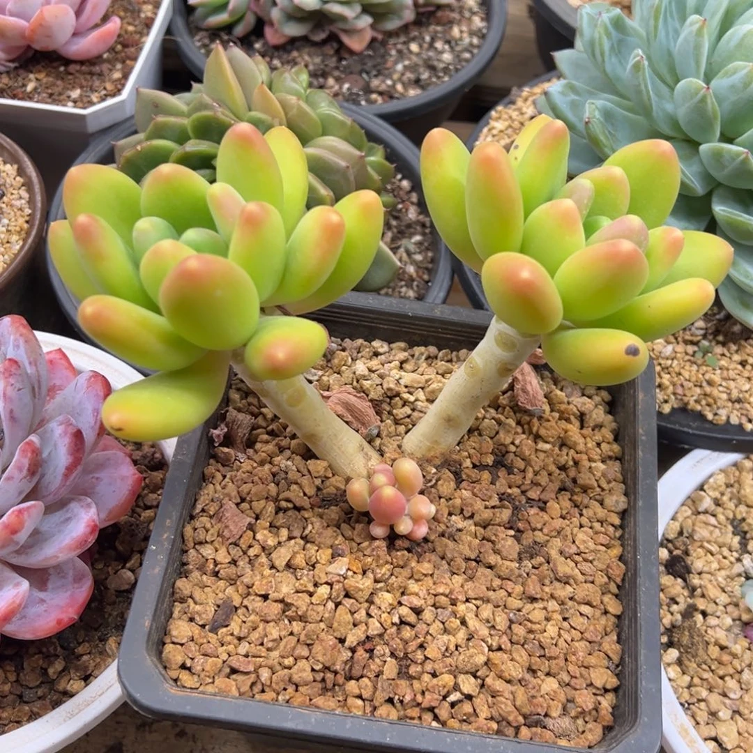 潘朵拉 老桩 夏鸣园艺
