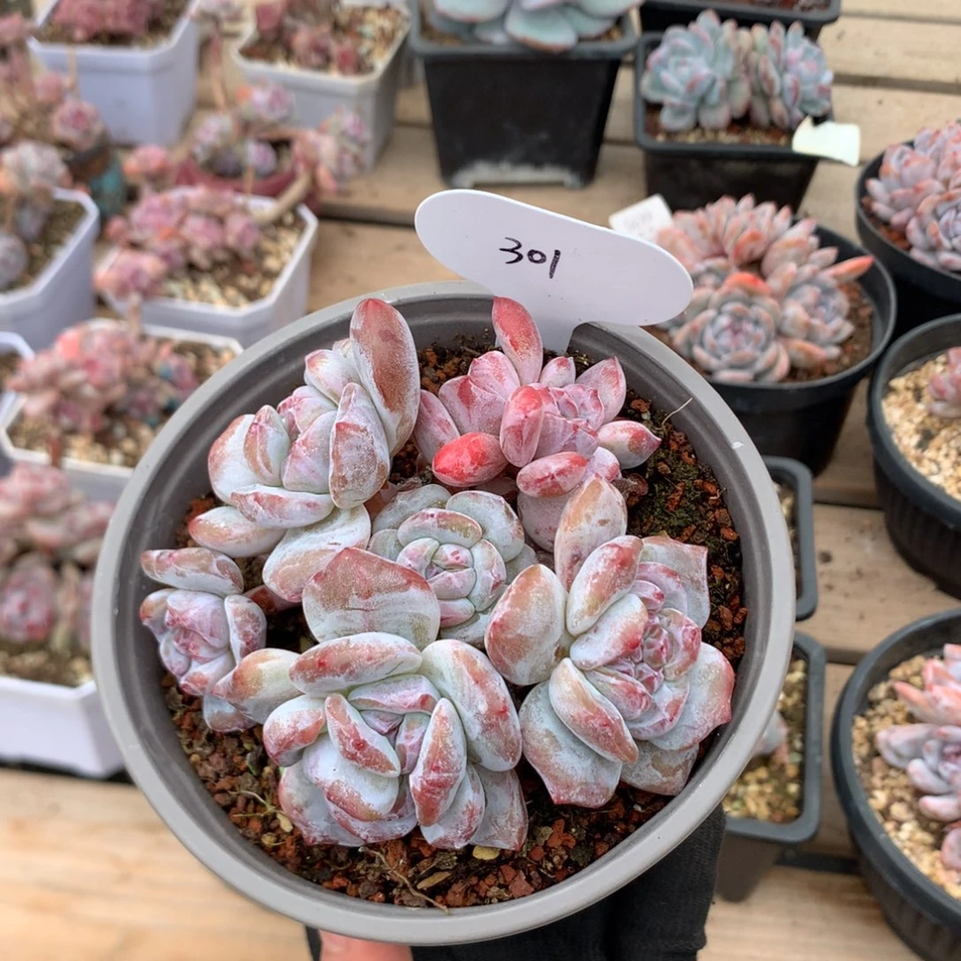 10厘米有砍八头双头 心 有砍 油透脸石榴籽 捧花 301