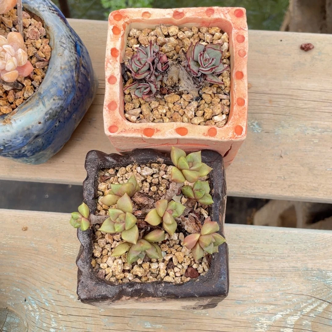 安***雅剑斯老桩带盆发货