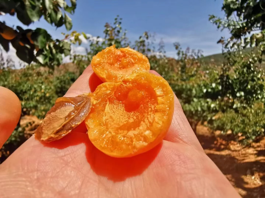 大凉山【高山小甜杏】新鲜采摘 露天种植甜杏 香甜软糯 杏味浓郁