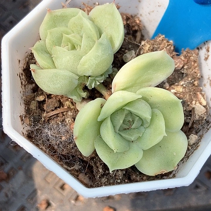 多肉植物虾饺962