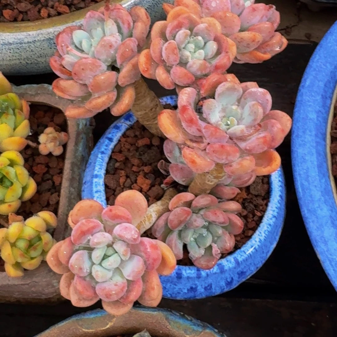 嗨***J一物一拍不退不换