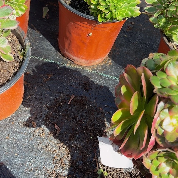 多肉植物福利来927个