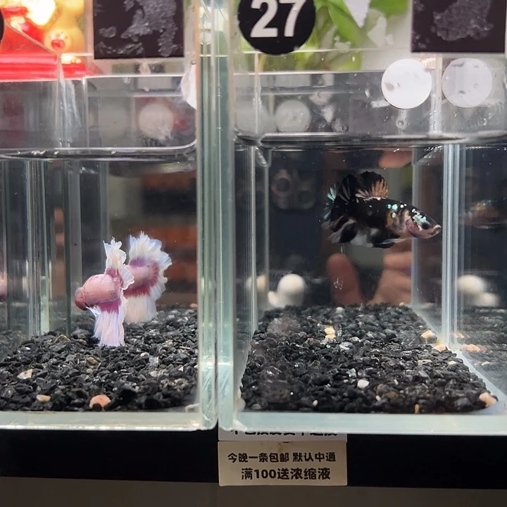斗鱼竞拍跑单拉黑16日27+28