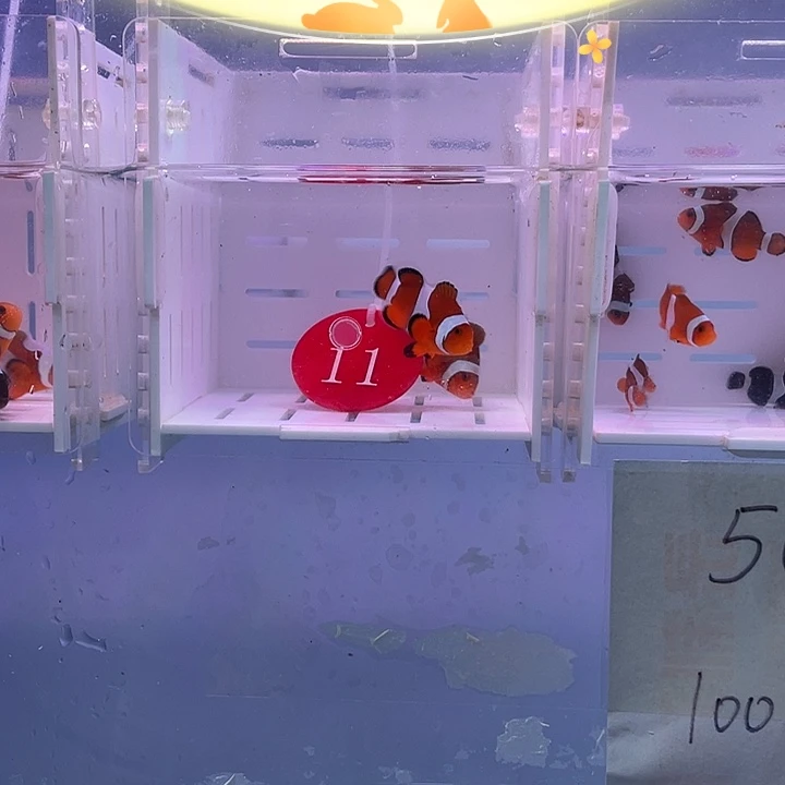海水鱼精品黑边小丑鱼