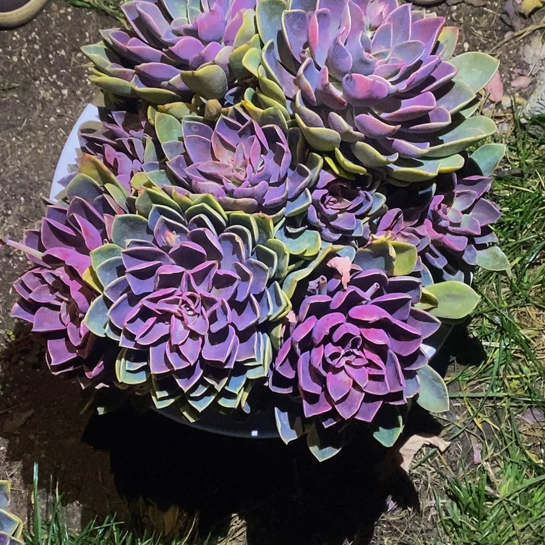 紫气东来多肉植物寄养