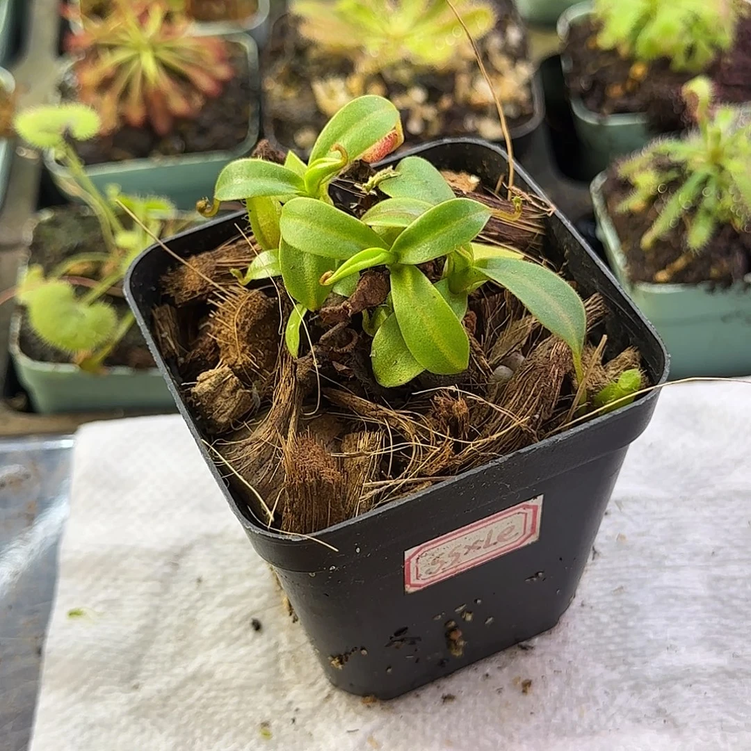 完全开放匙叶截叶莱昂纳多