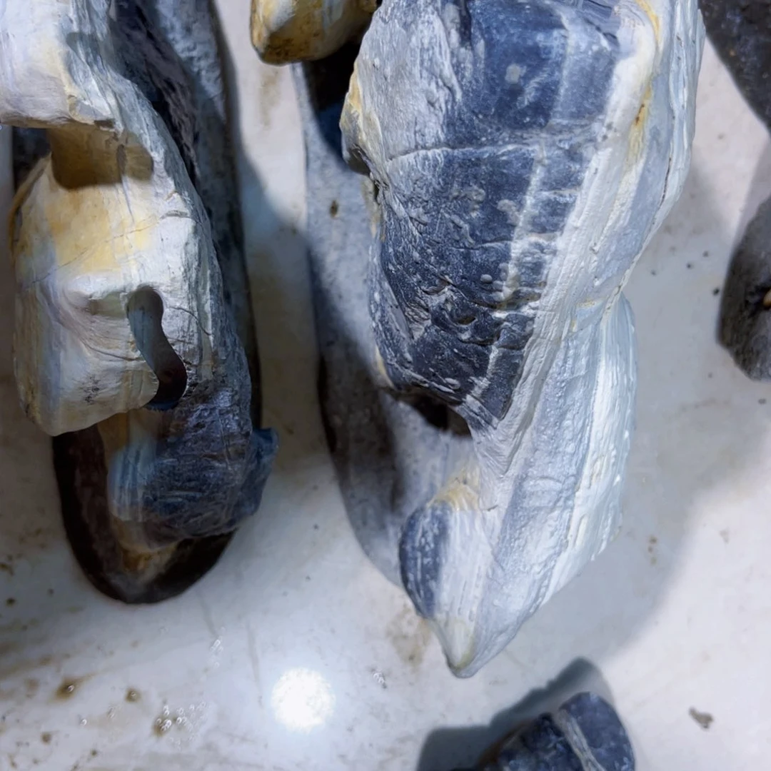 小*锋附石盆景一物一拍