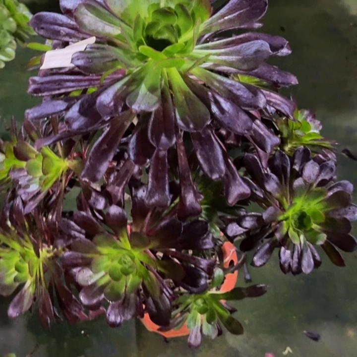 000000000000924魔法多肉植物