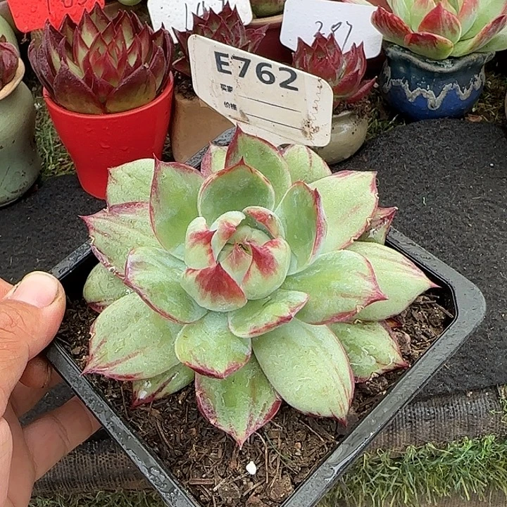 惊鸿一物一拍包装收缩花旱762