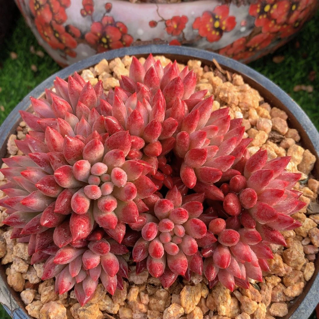 流沙虞美人13 公分一物一拍