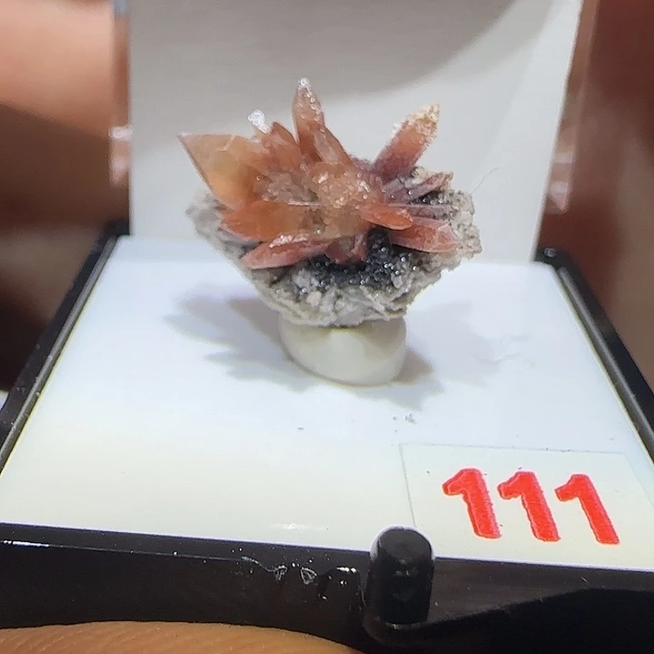 银S925托帕不宝宝