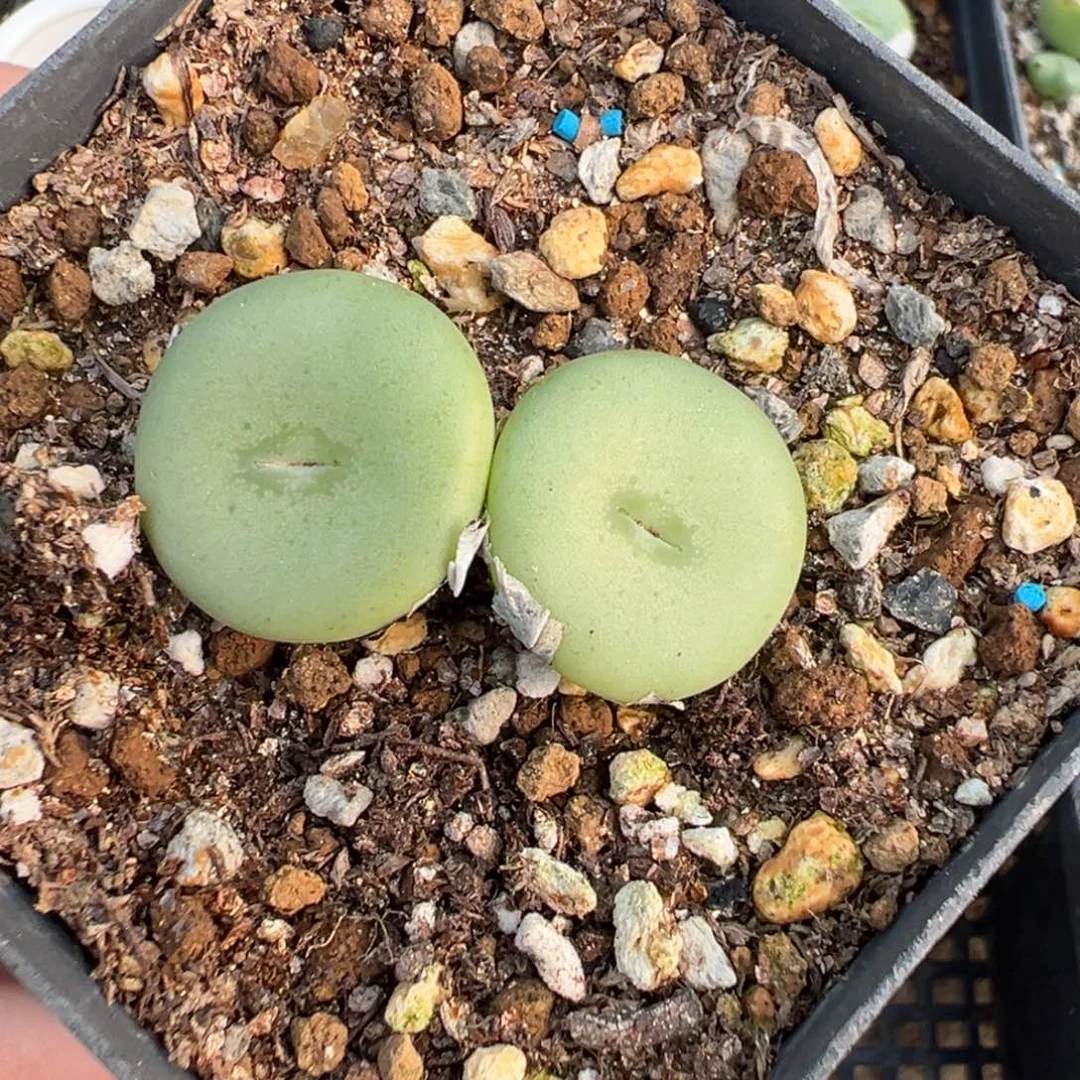 17-55肉锥多肉植物