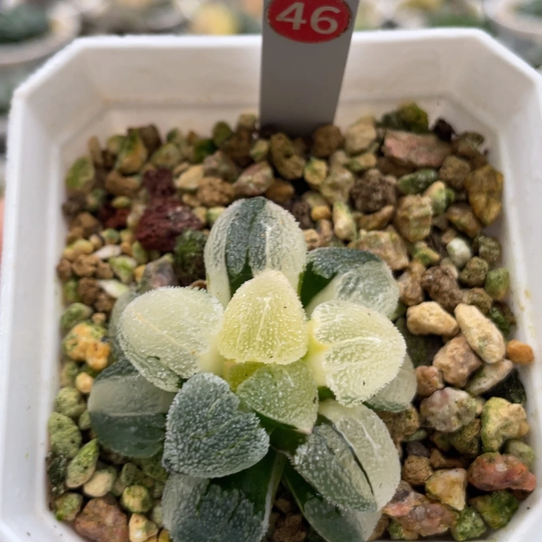 46 实生磨面寿锦11111