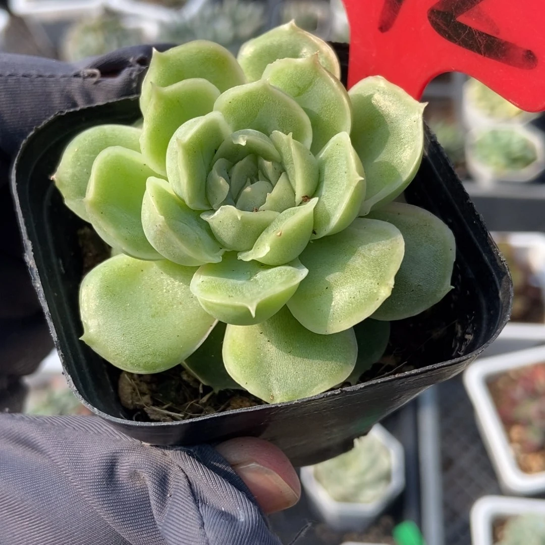 1742虾饺多肉植物保护