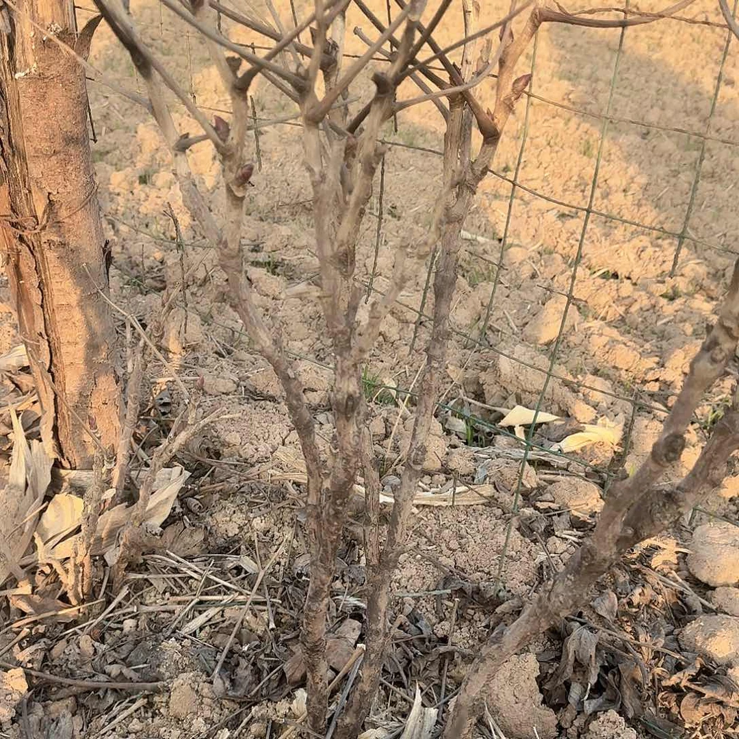 无花朵1111111111111