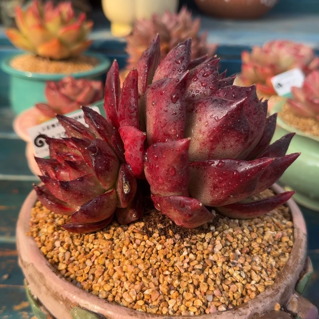 从前慢多肉精选编号1230.57