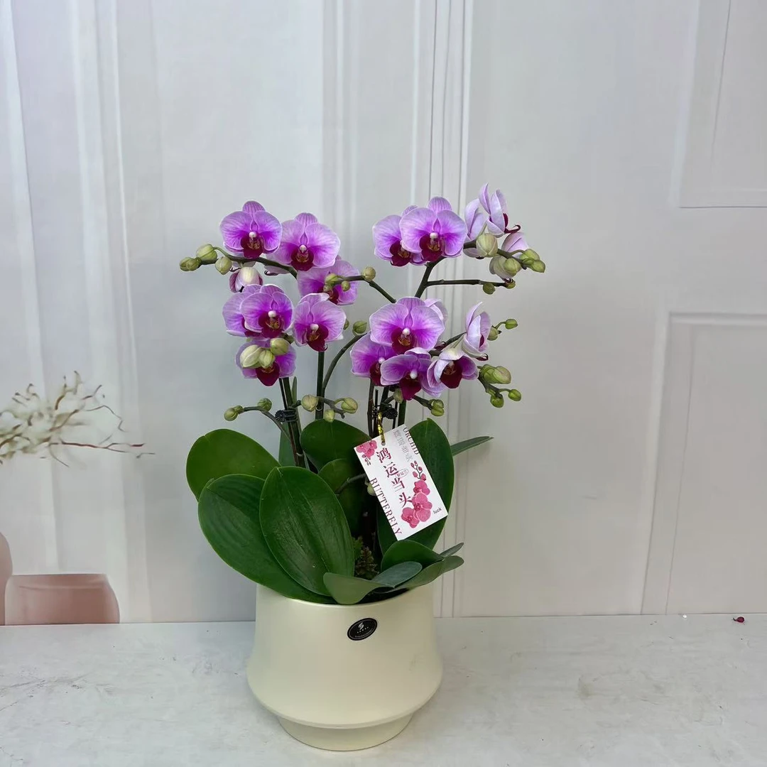 【宝贝】植株高品質蝴蝶蘭基地直发种 植施肥观赏花卉