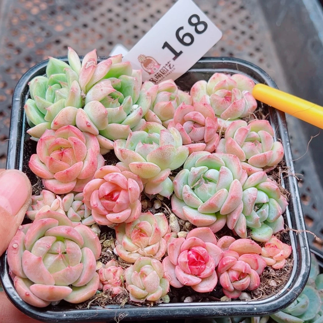 多肉植物多肉植物