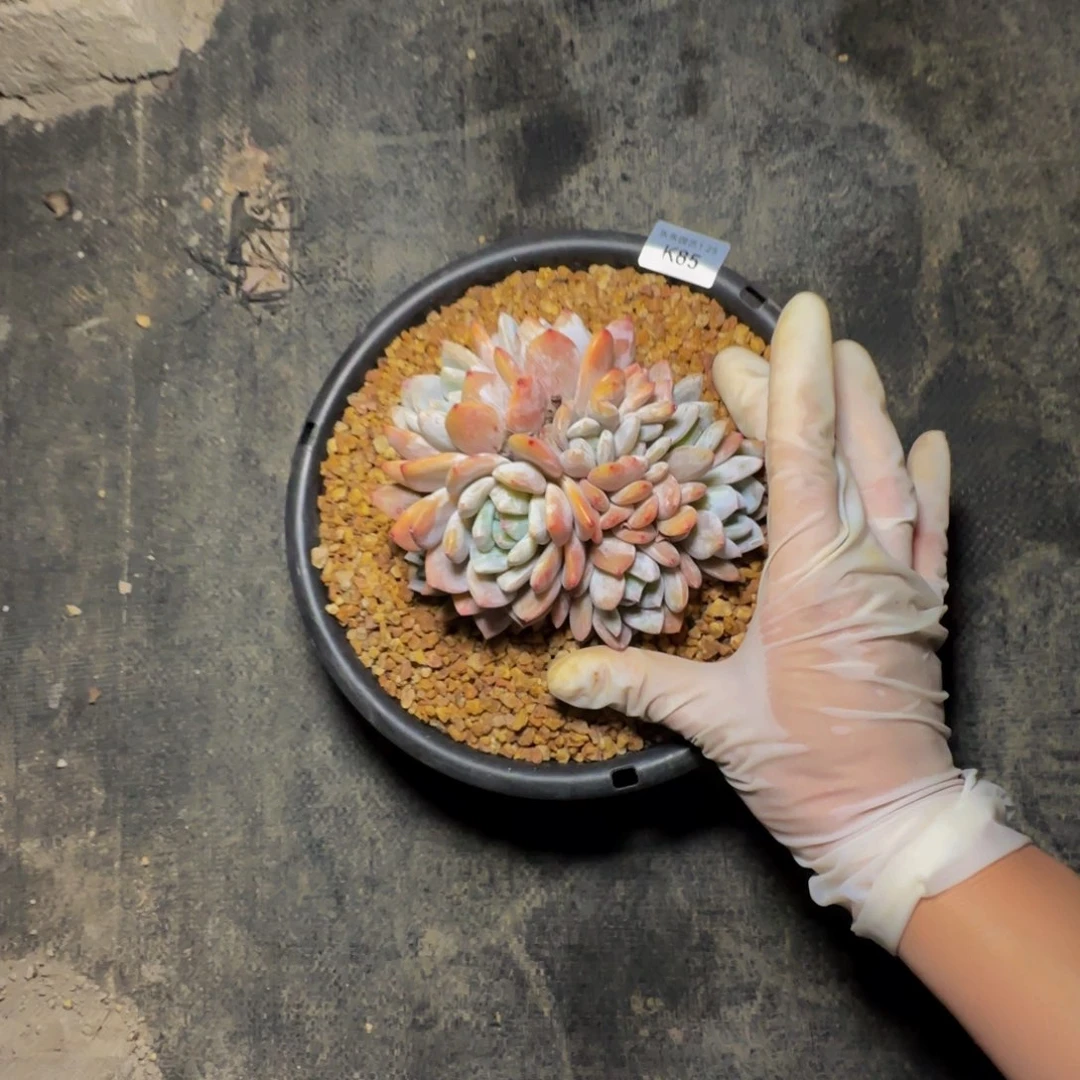 k k k k k k k k 85