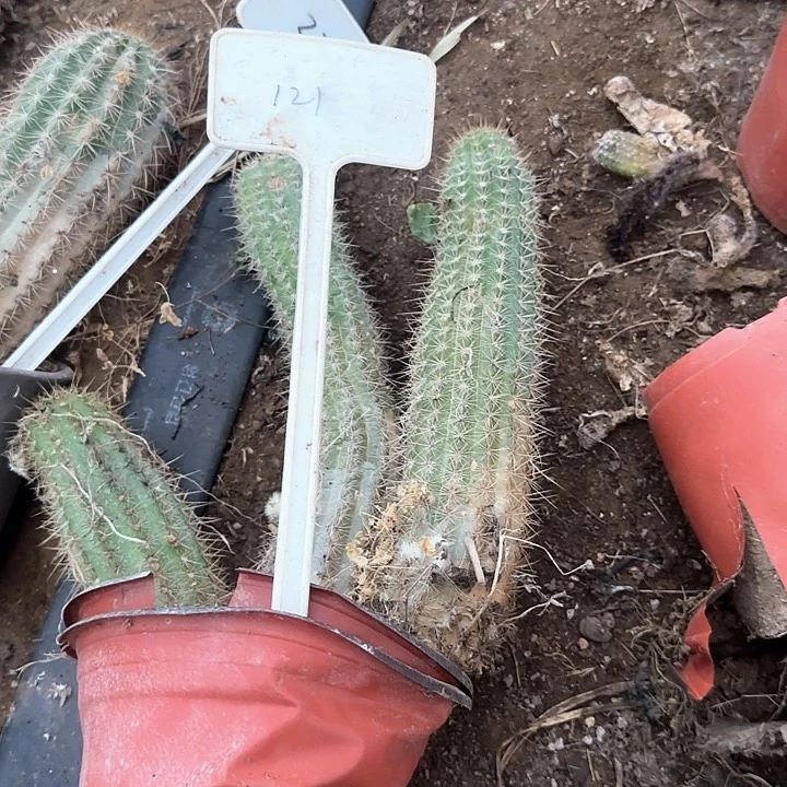 野***唤121号毛花柱瑕疵球25得