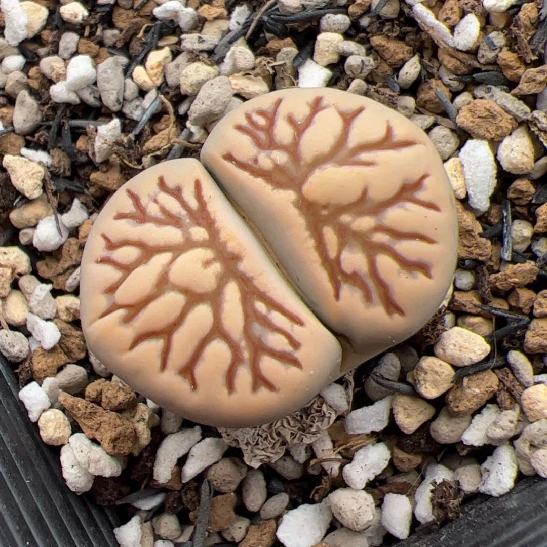 045号菊化石 多肉植物