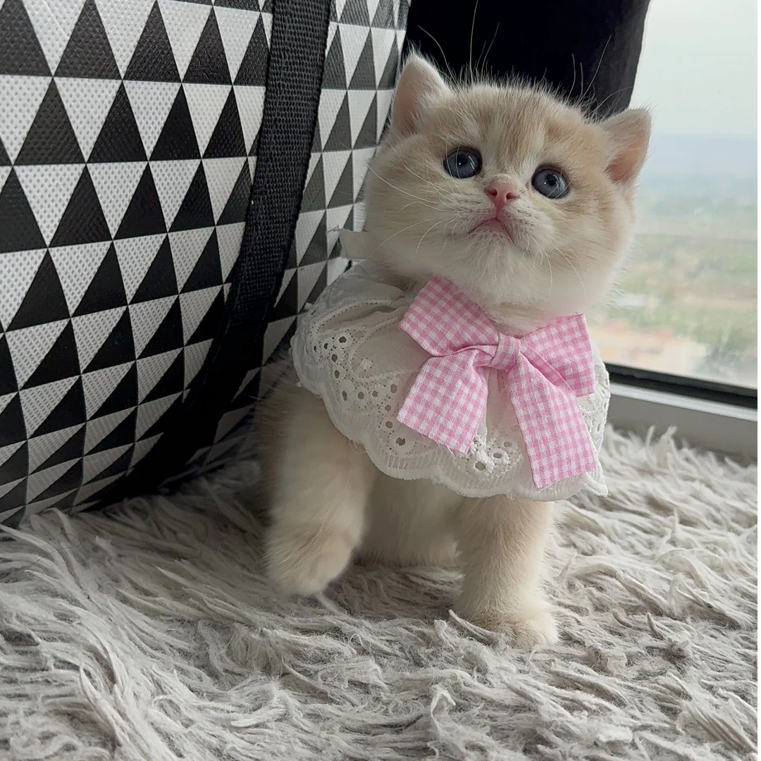无品牌（全品类猫咪）宠物活体，金渐层  银渐层  蓝白 等