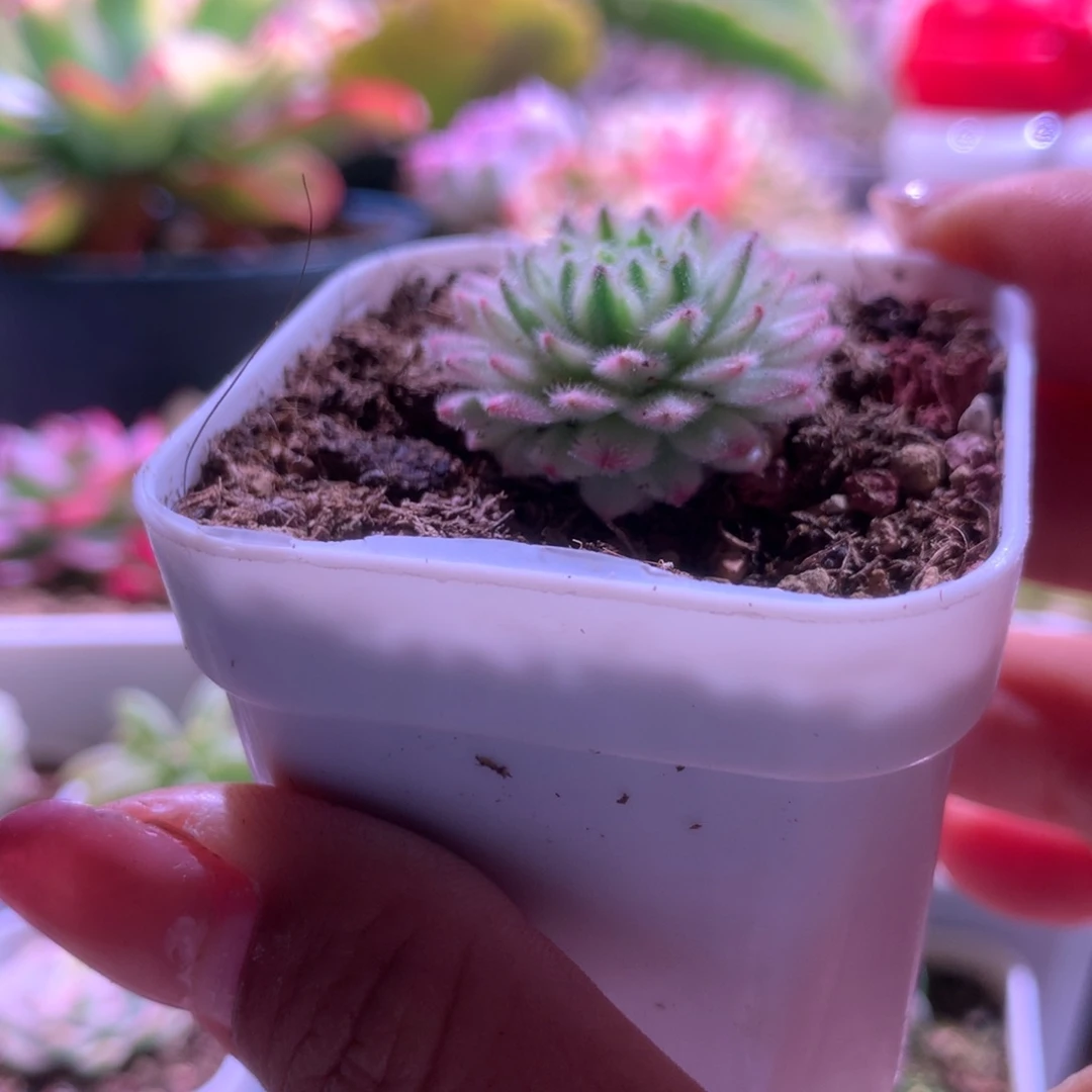 优雅长生草覆轮锦有根