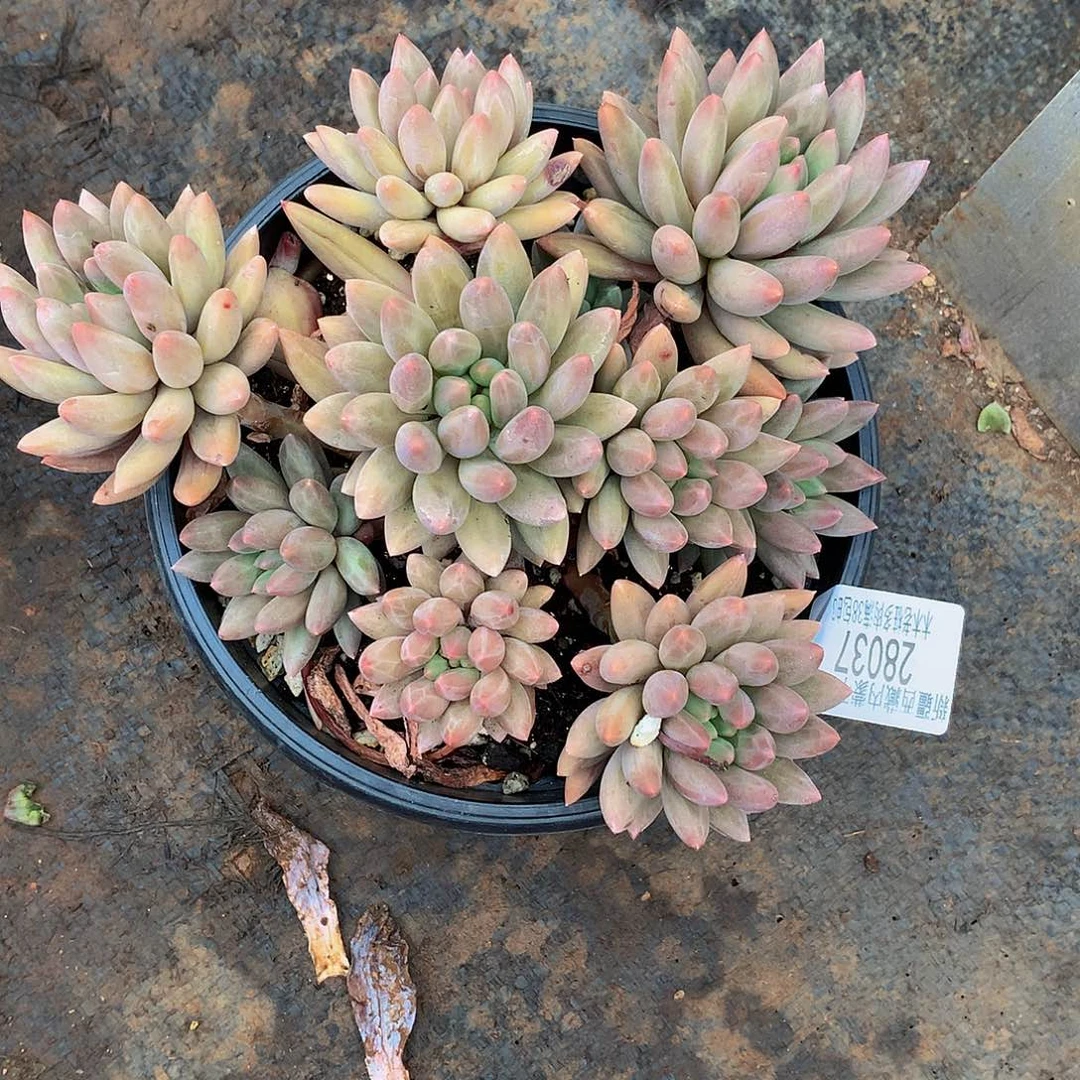 泰***员   红蜻蜓28037