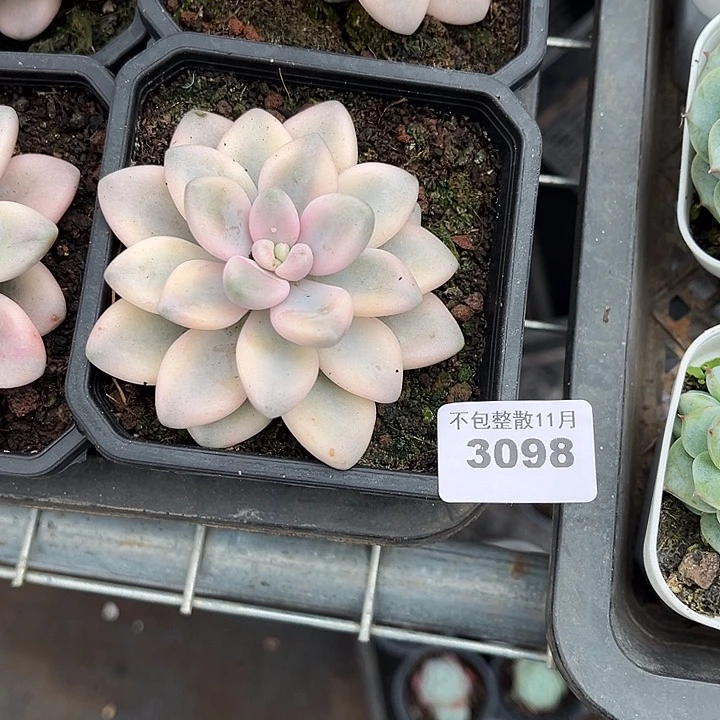 阿雅园艺。         3098丸叶锦