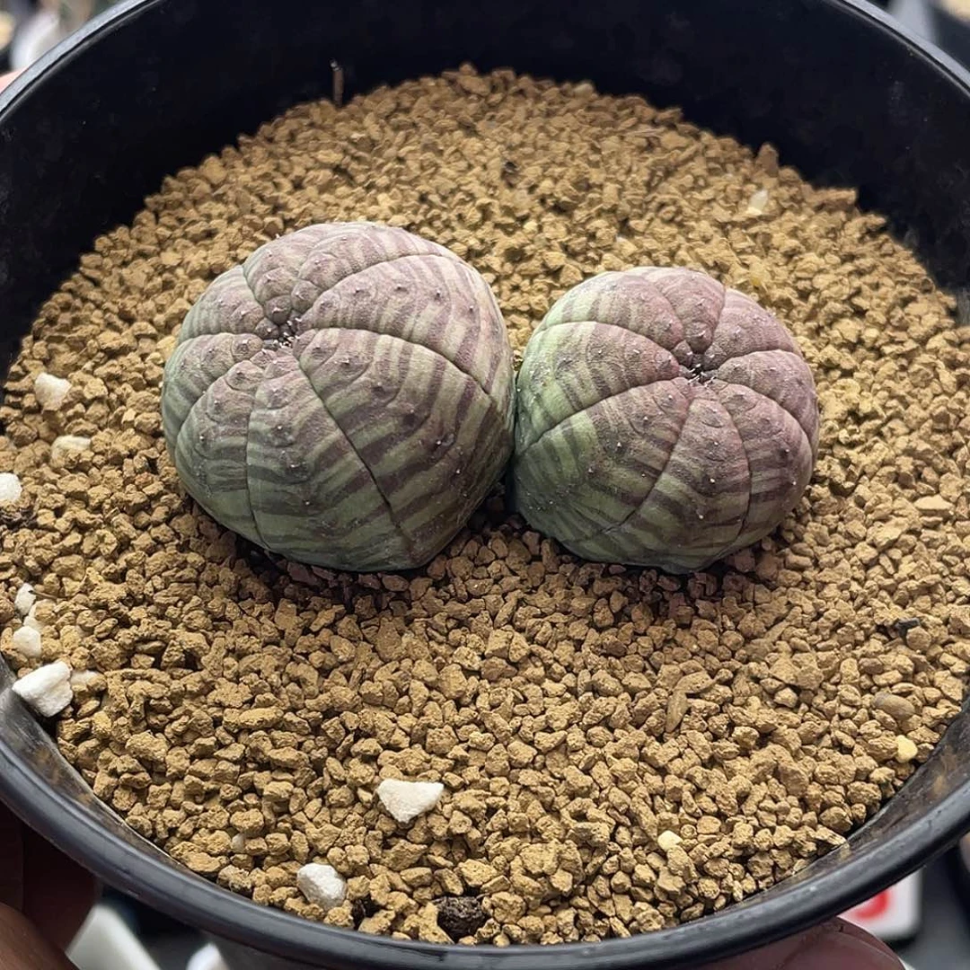 实生双头羽田斑马布纹球