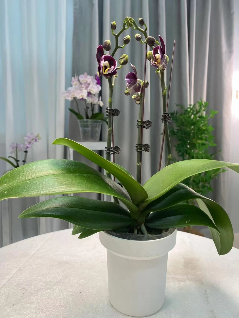 【巧克力】～蝴蝶兰黑色系好养活趣味花剑花苞客厅客内观赏复古卡朋