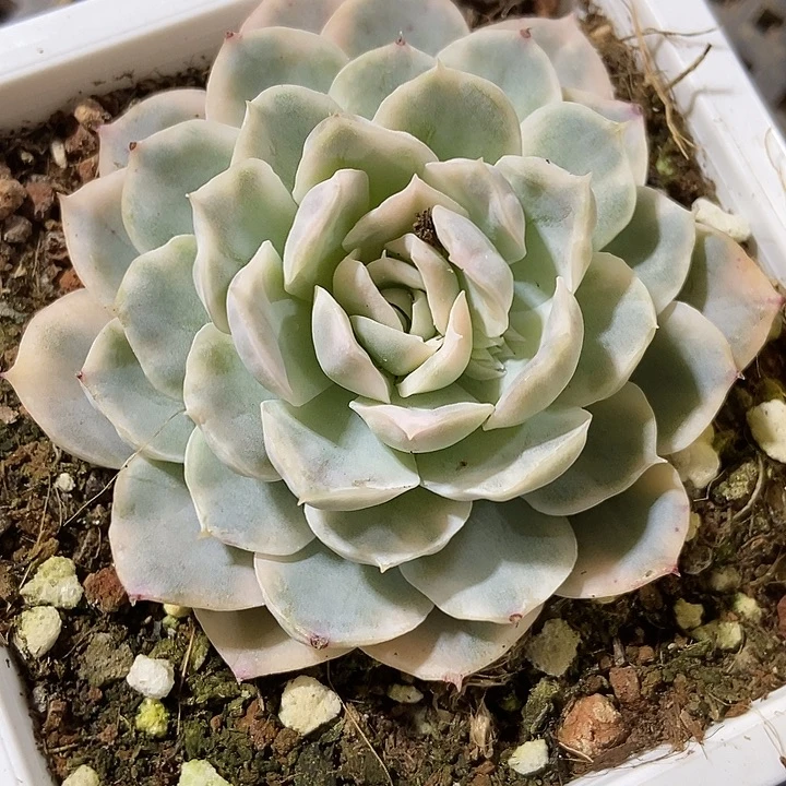 多肉植物雪球锦875