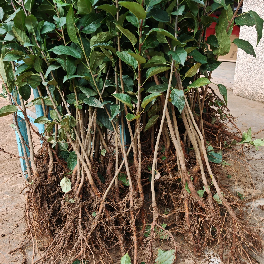 海棠苗原土发货易种植果树苗海棠苗粘泥浆发货易成活