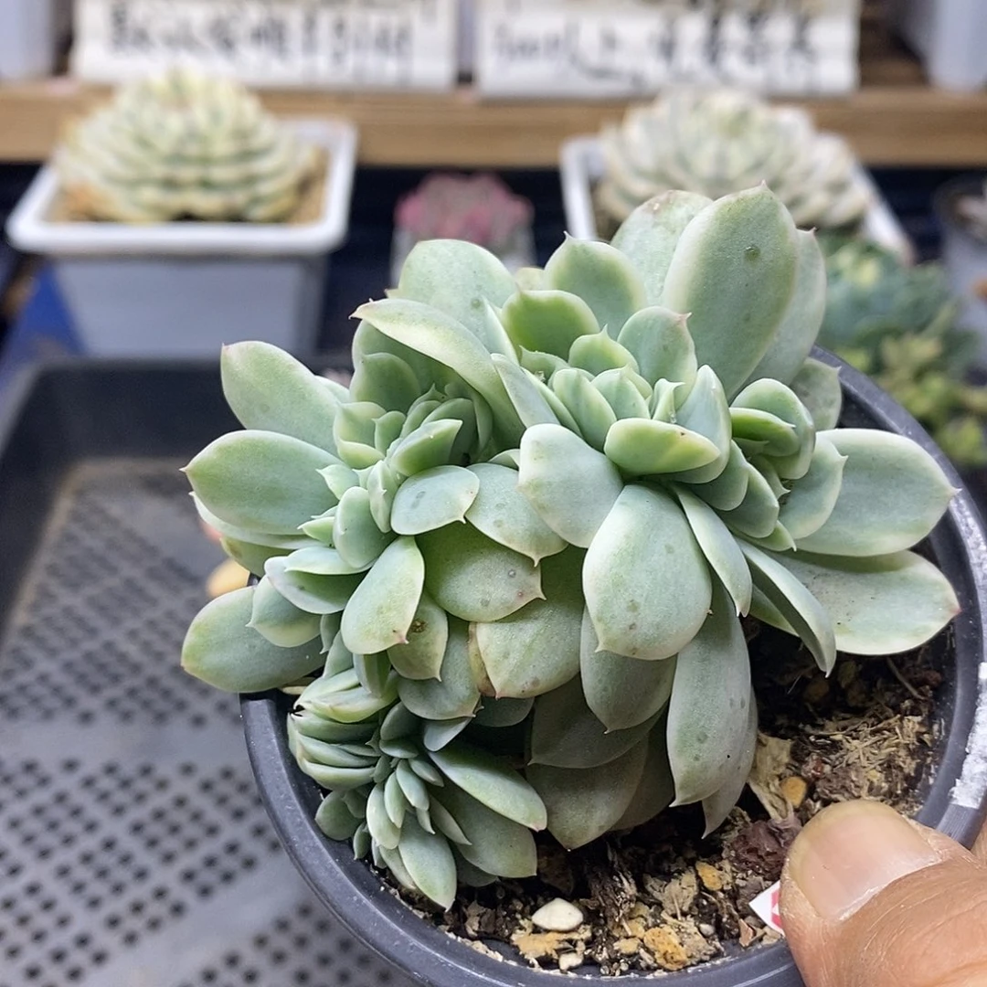 16139 小白龙覆轮锦缀