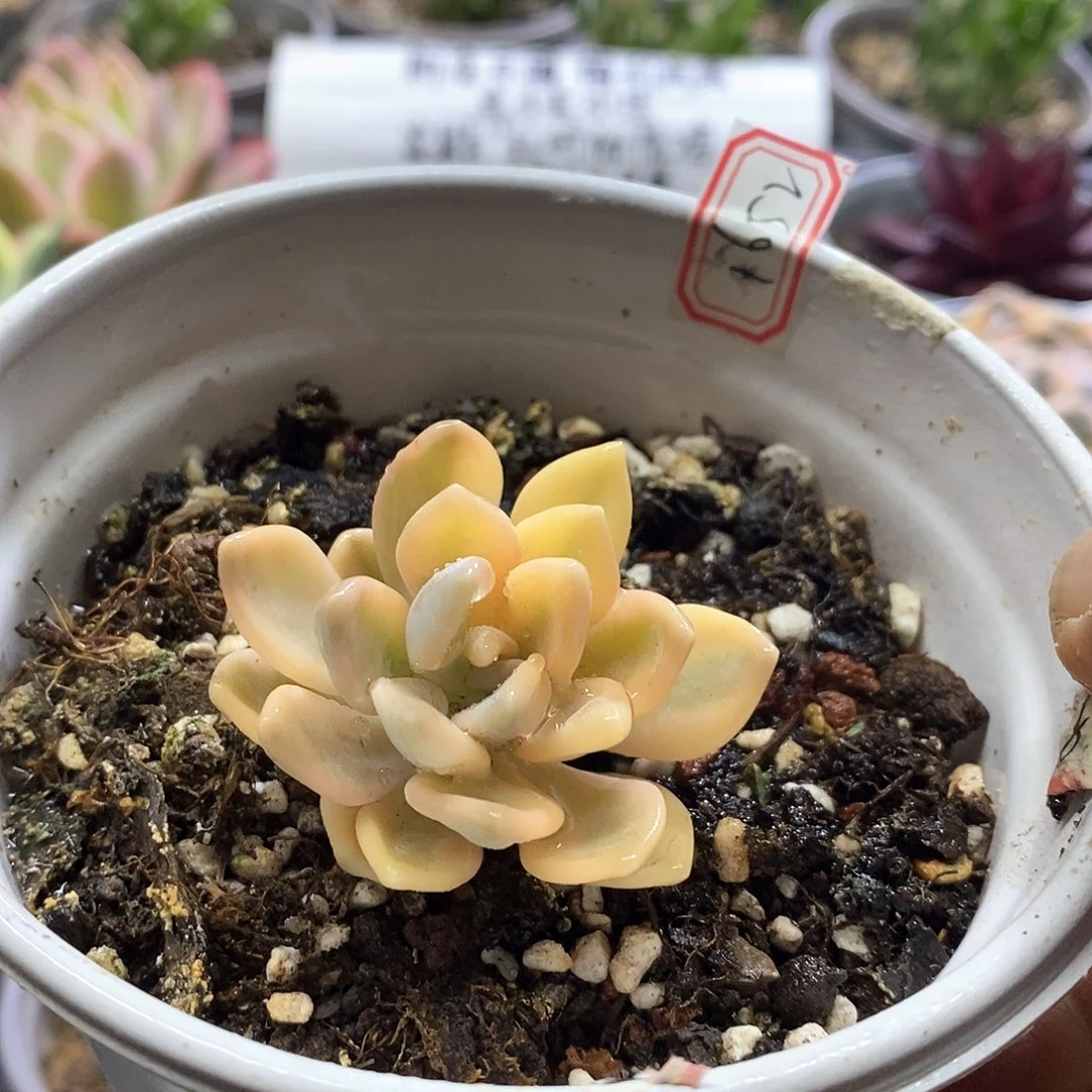 1652冬美人锦多肉