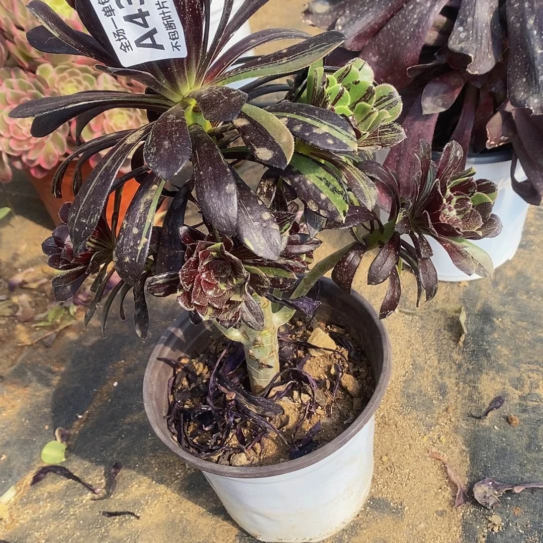 432水墨丹青多肉法师锦