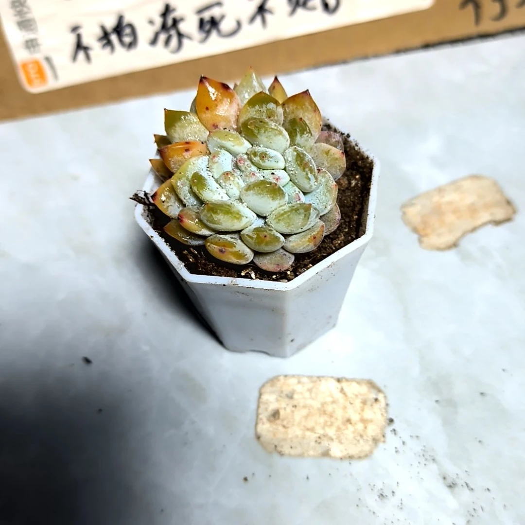 满6元包邮，#橙梦露缀化