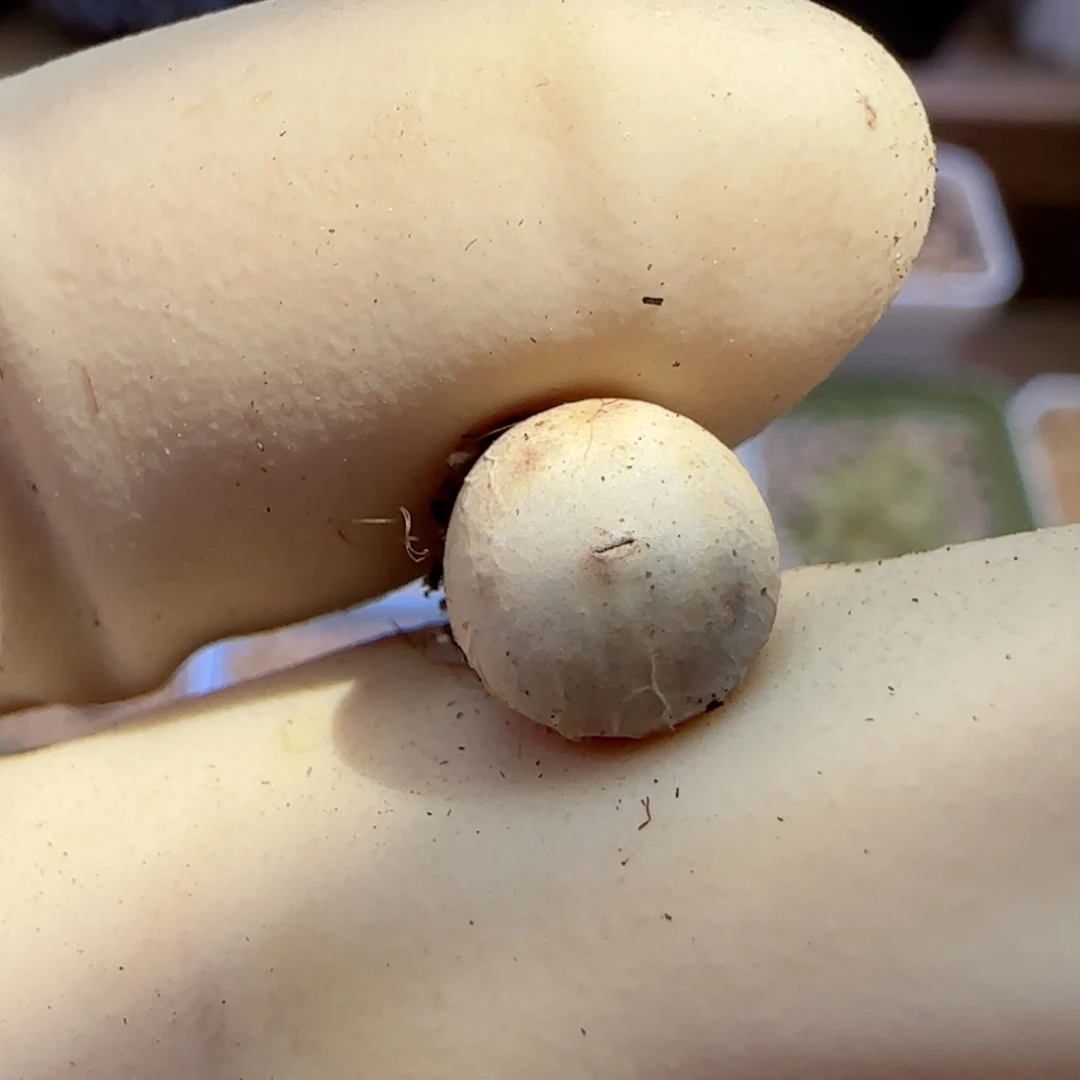797v嘴434福利福利福利