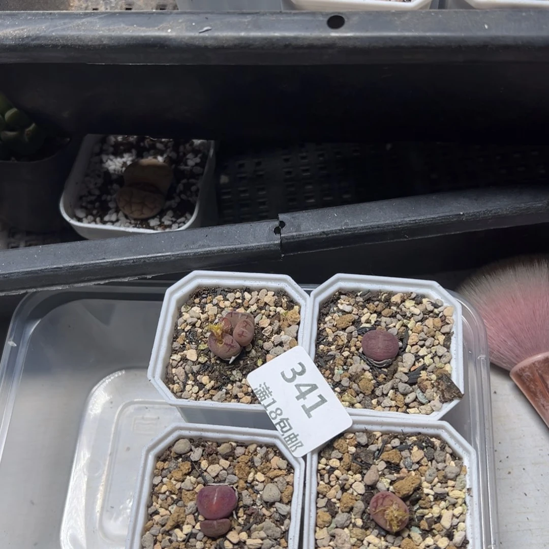 【闪购商品】得**次341。