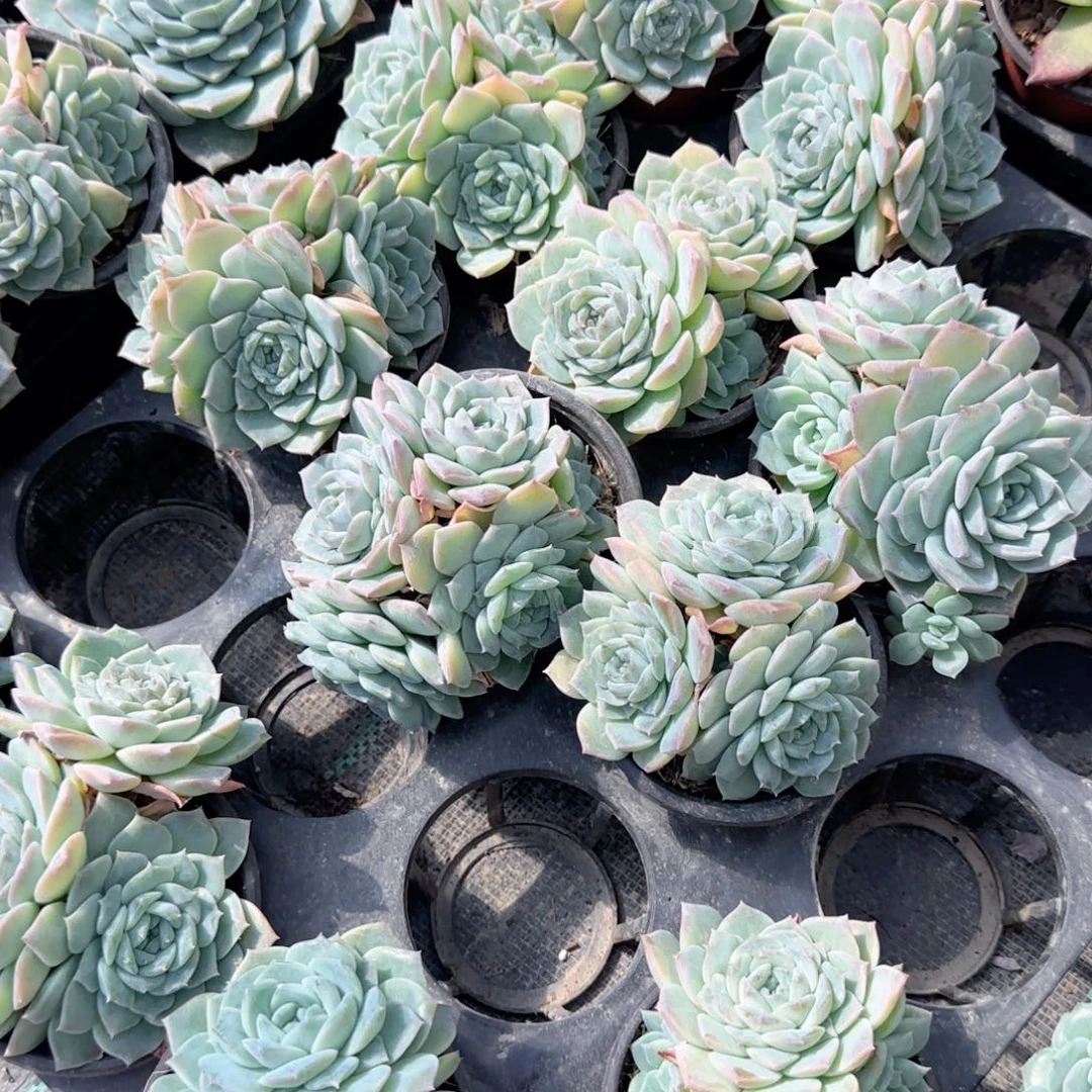 无花朵90恩宠三头群