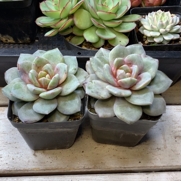 德国香槟石化单头