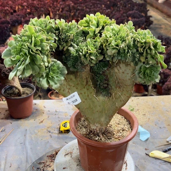 358多肉植物绿羊绒冠幅34公分