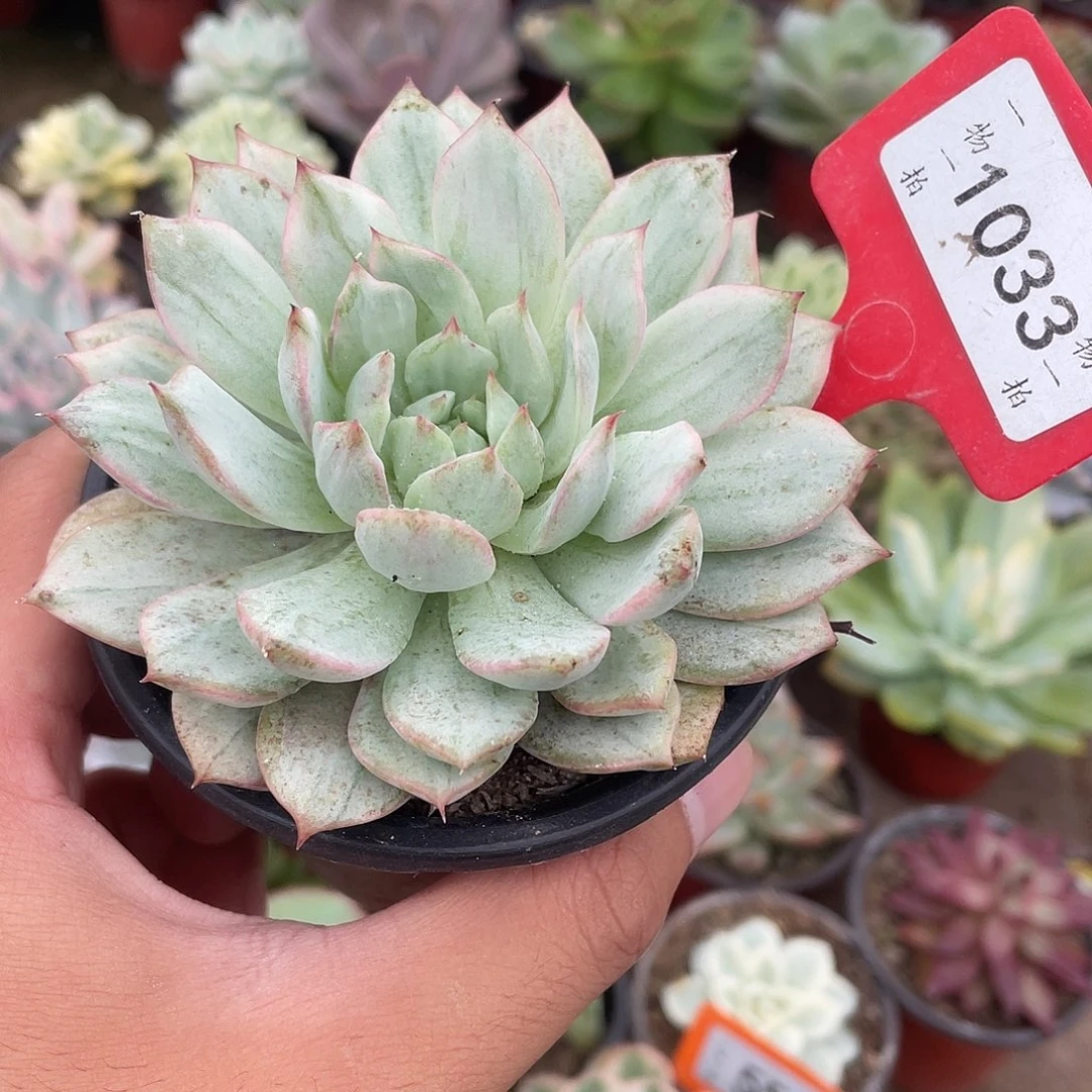 TP锦多肉植物盆栽