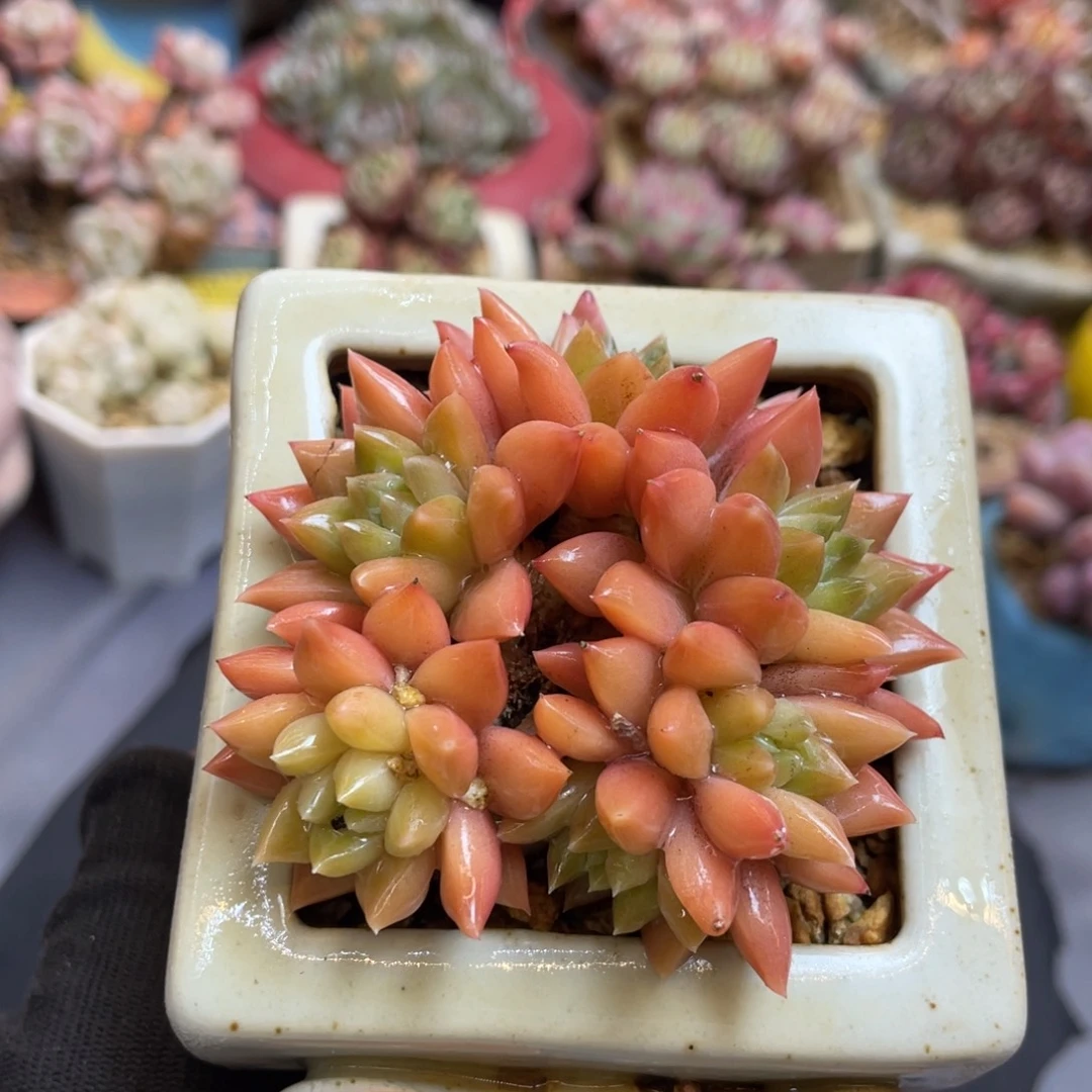 美人杂交朵朵缀带盆