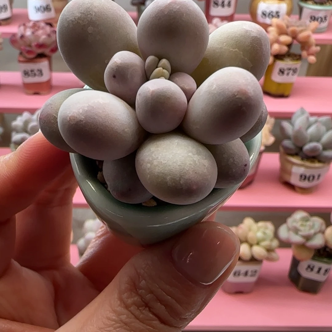 华****姐915小奶包带盆土发货，满38包邮非偏远。