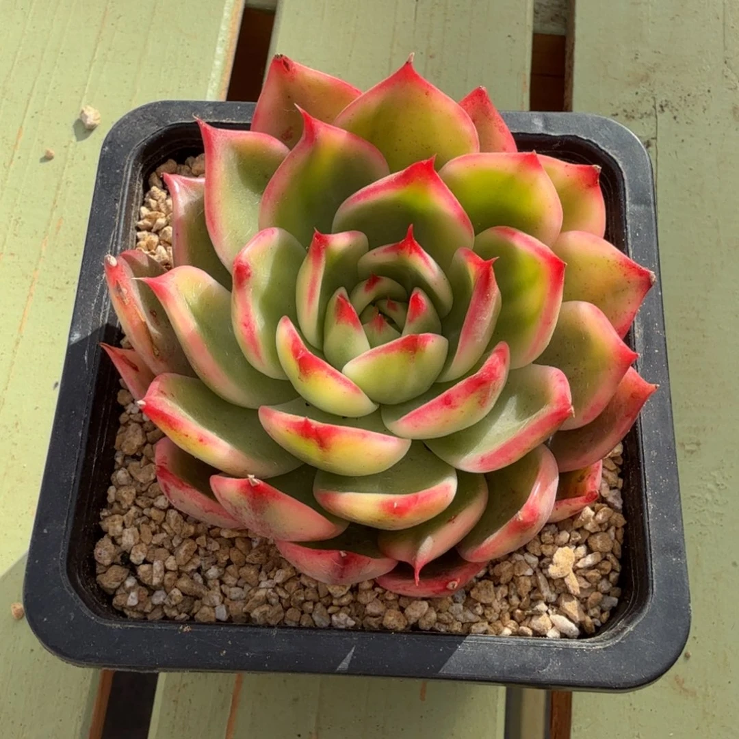 桃花锦锦上园艺一物一拍