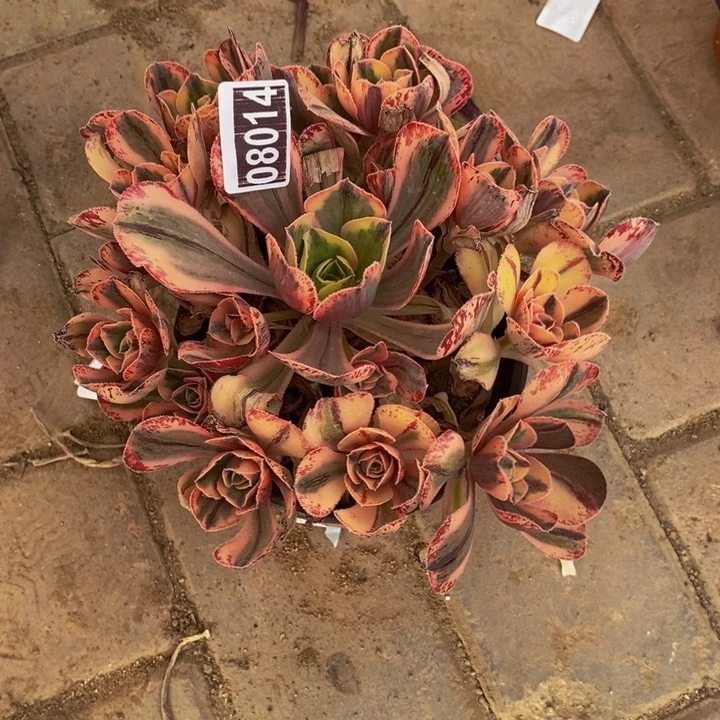 08014号青花瓷法师