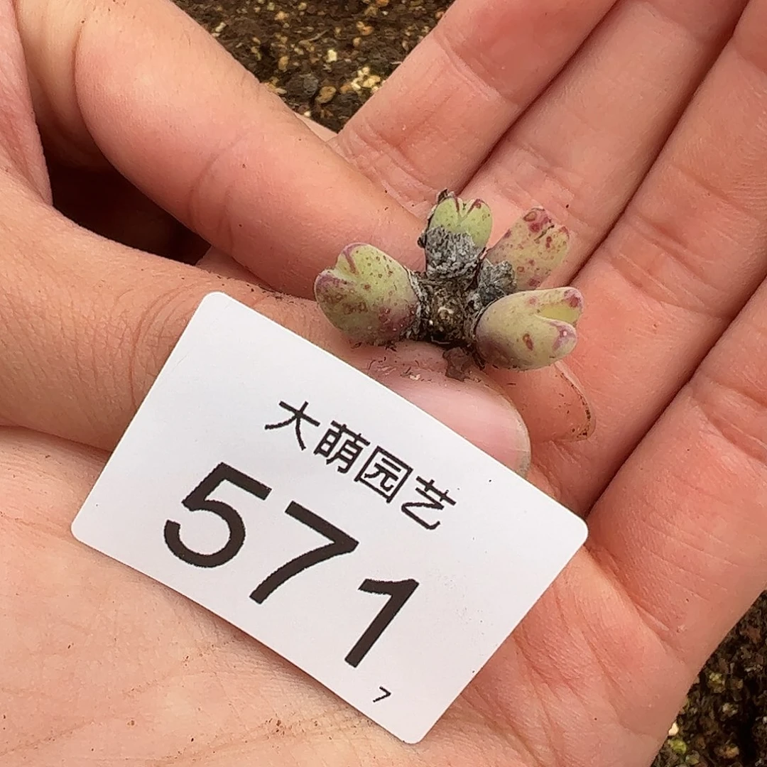 嘿**！0000571 一物一拍……